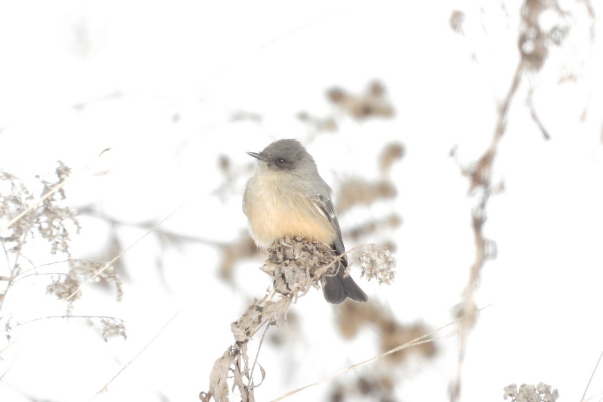 Say's Phoebe - ML646611375