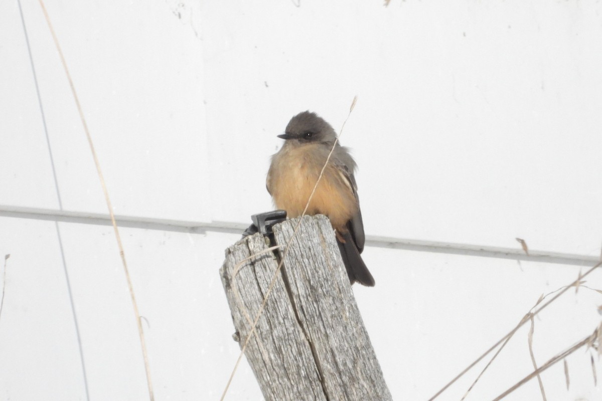 Say's Phoebe - ML646611376