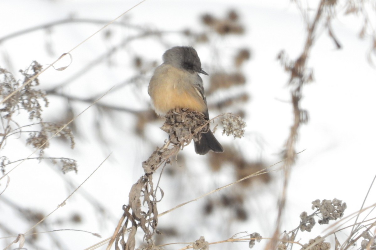 Say's Phoebe - ML646611377