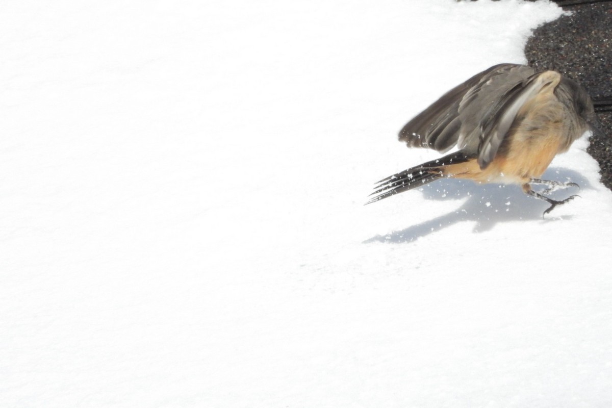 Say's Phoebe - ML646611378