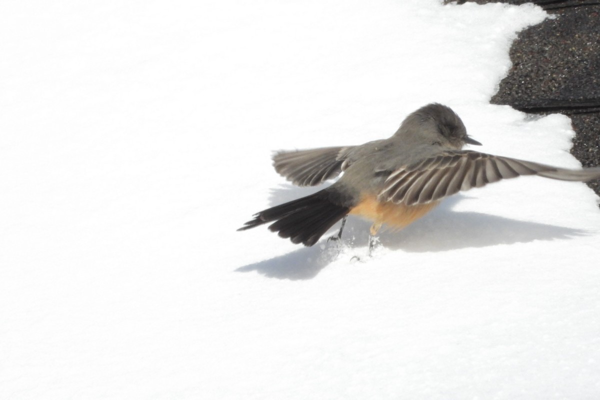 Say's Phoebe - ML646611379