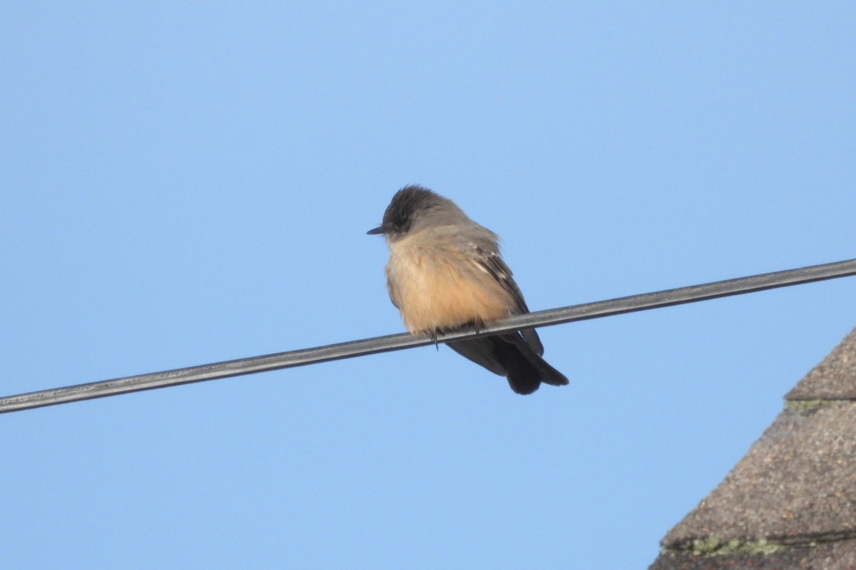 Say's Phoebe - ML646611380