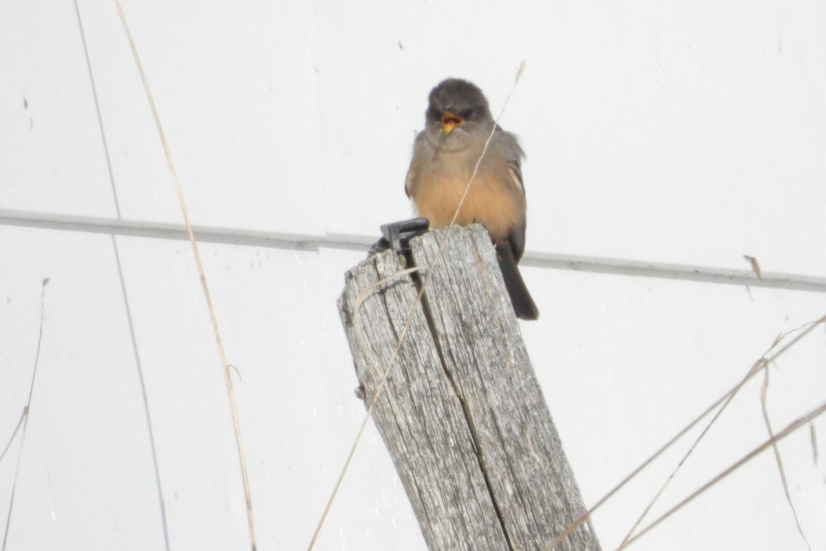 Say's Phoebe - ML646611382