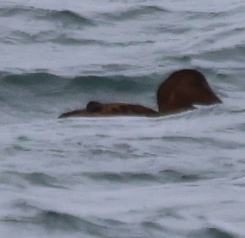 Eider à duvet - ML646611384