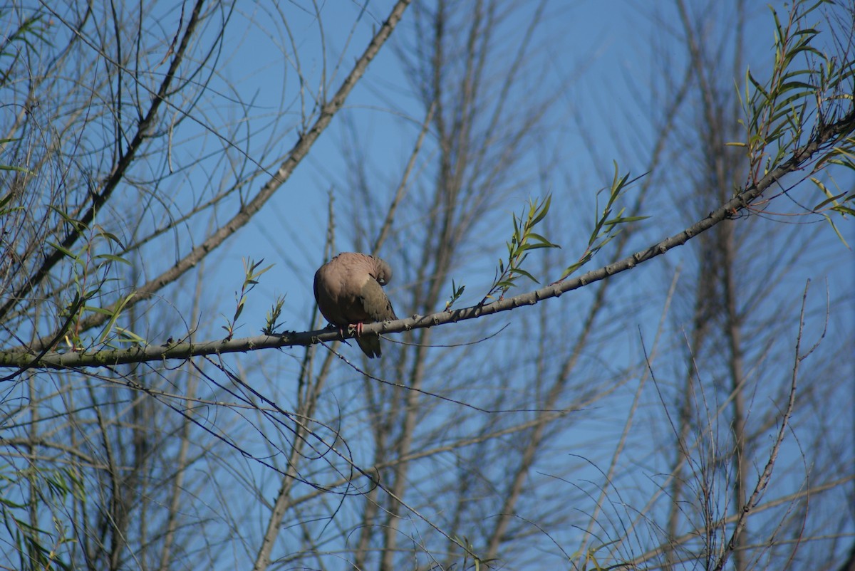 Eared Dove - ML646611386