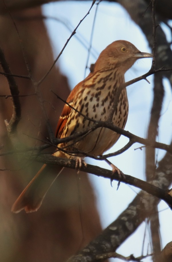 Рыжий пересмешник - ML646611388