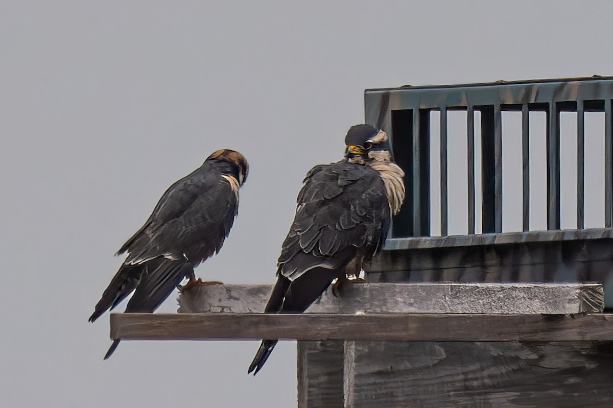 Aplomado Falcon - ML646611389