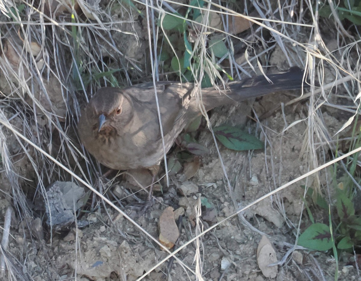 California Towhee - ML646611390