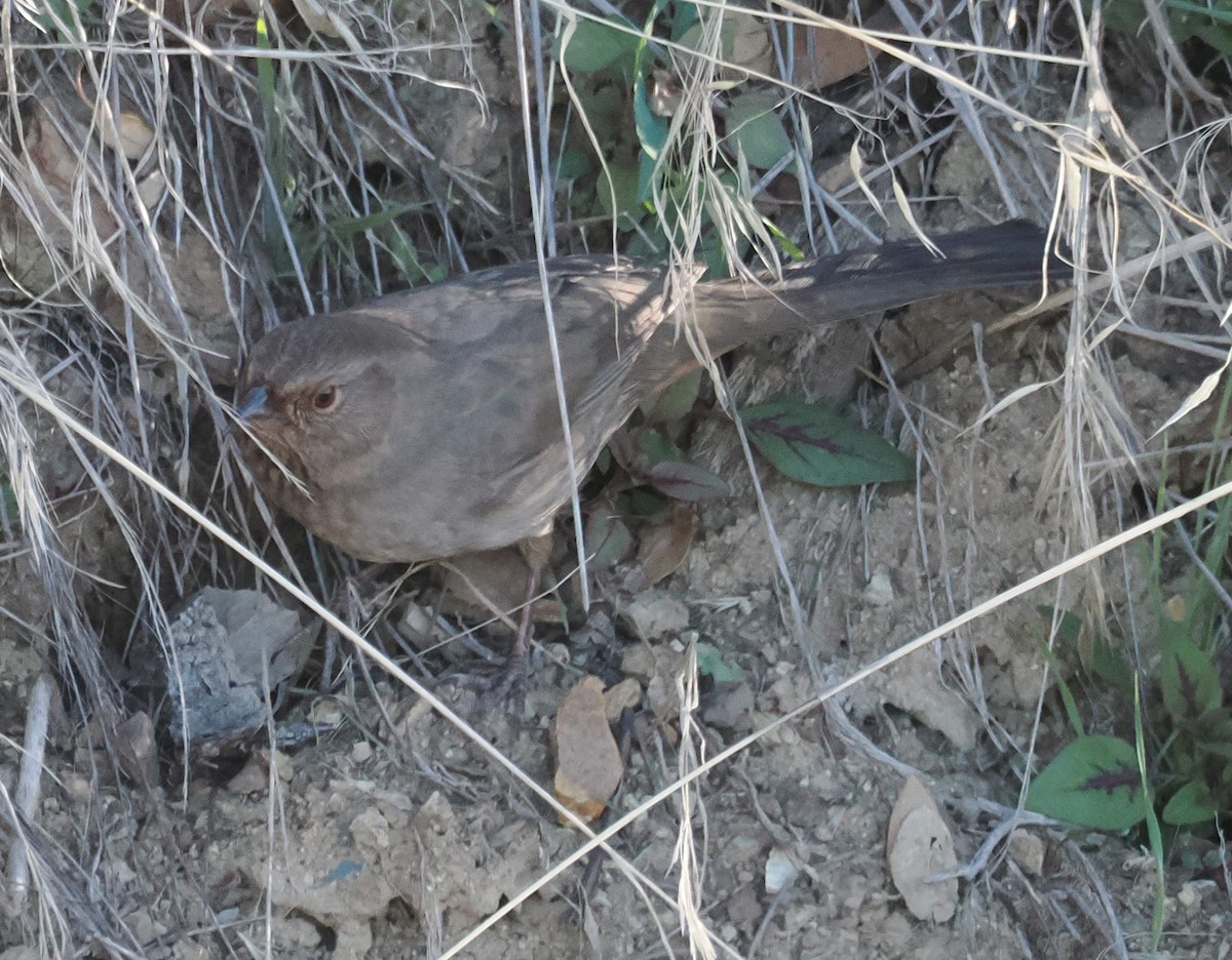 California Towhee - ML646611391