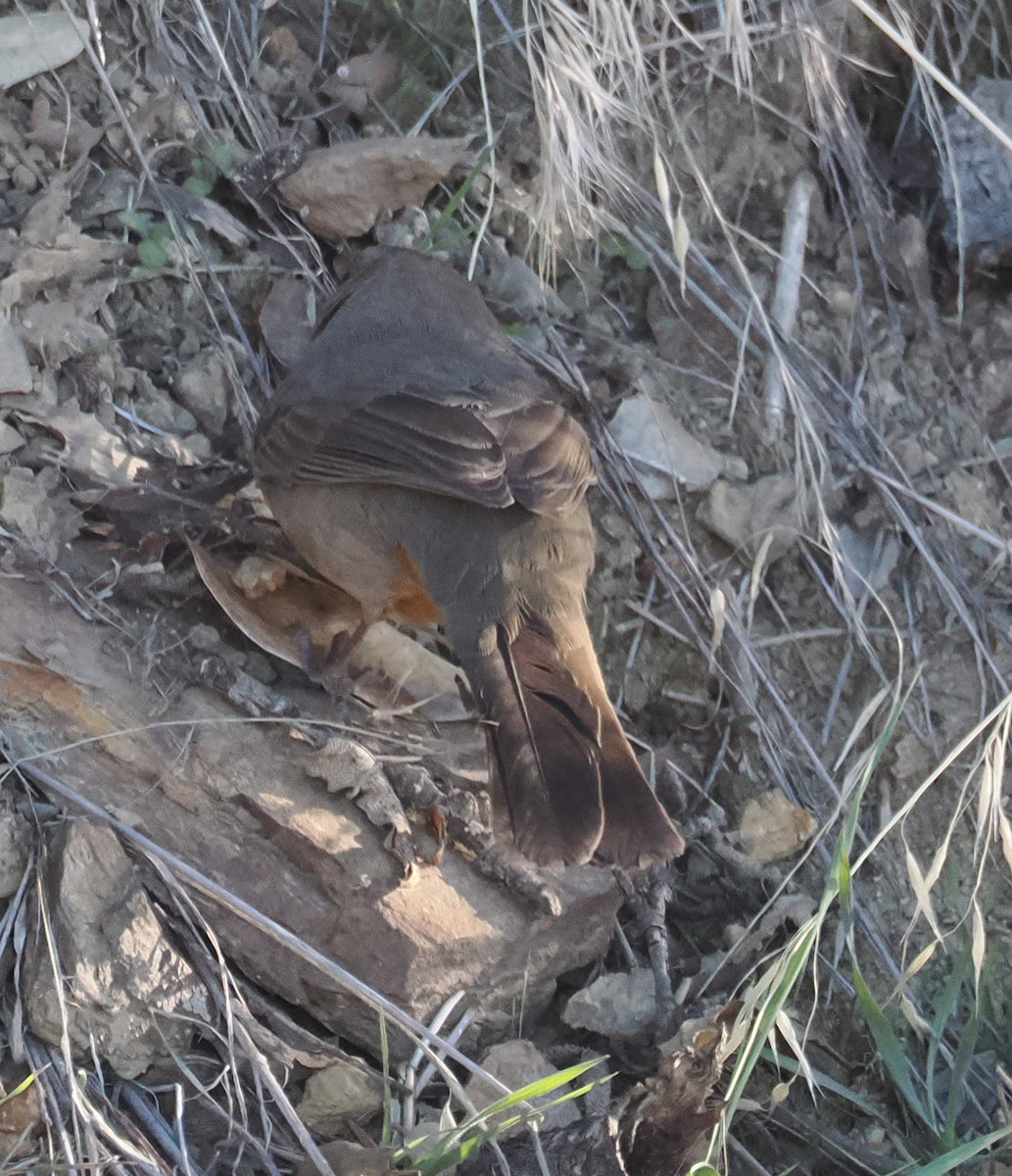 California Towhee - ML646611393