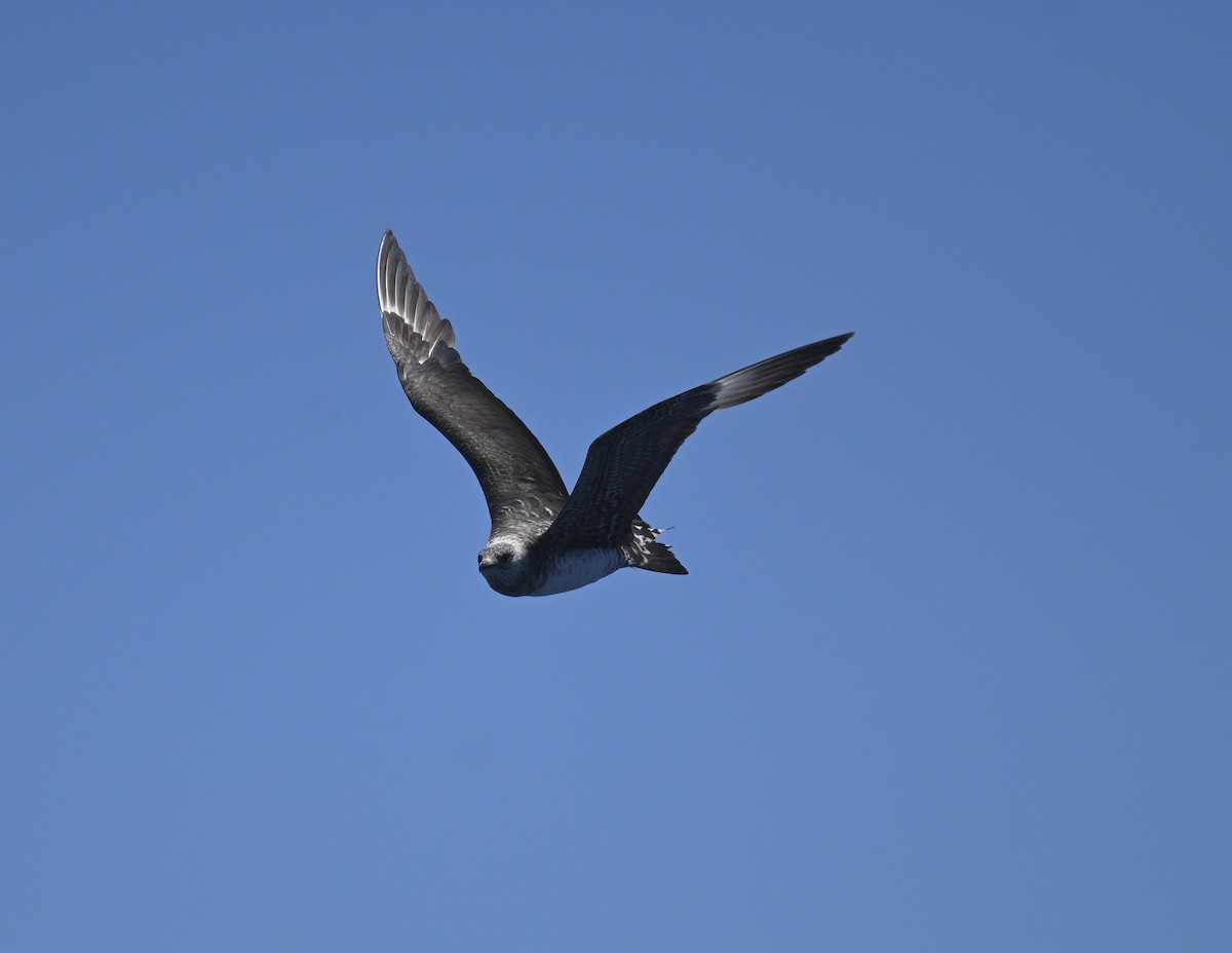 Págalo Parásito - ML646611394