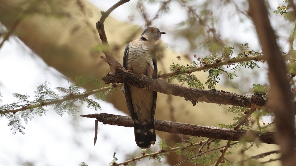 Red-chested Cuckoo - ML646611395