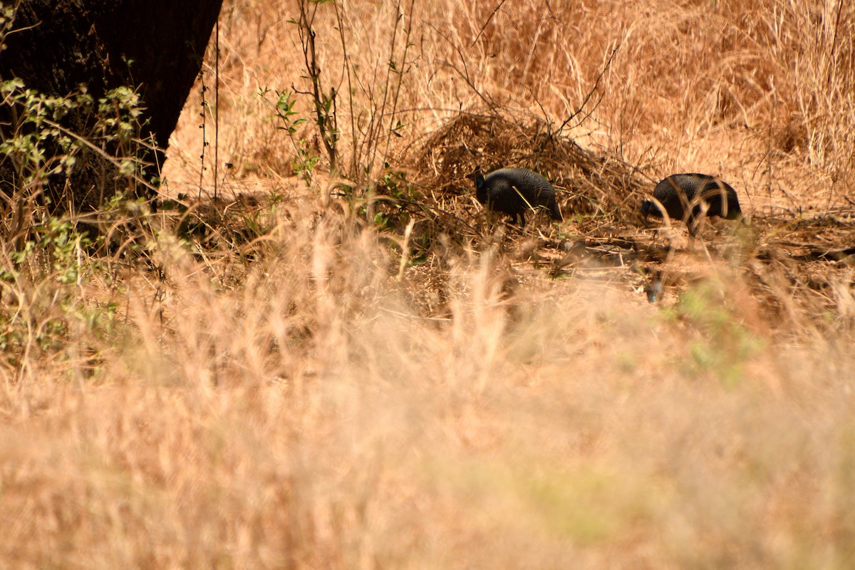 Beçtavuğu - ML646611396