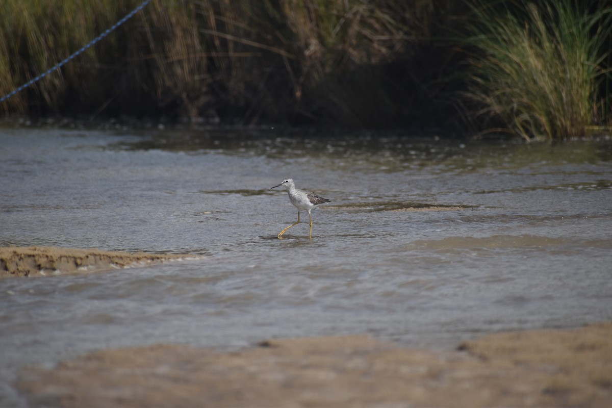 Totano zampegialle minore - ML646611397