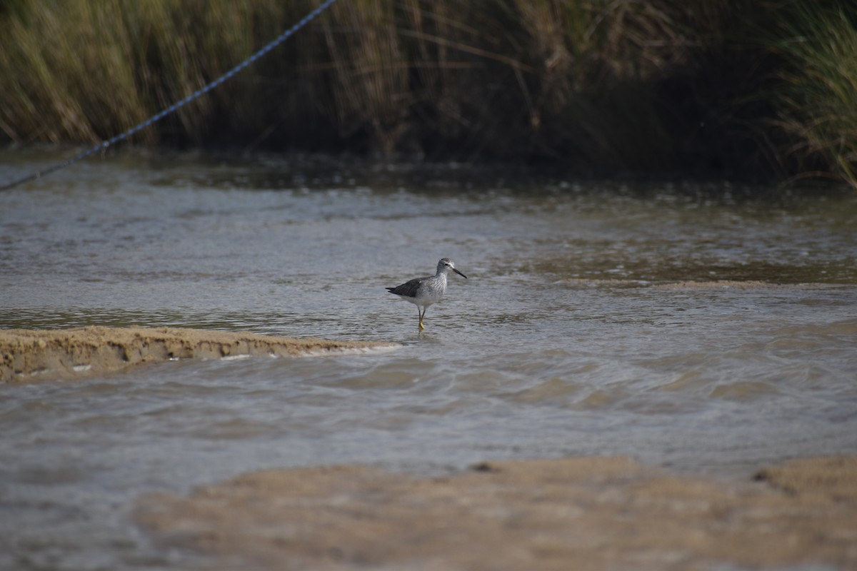 Totano zampegialle minore - ML646611398