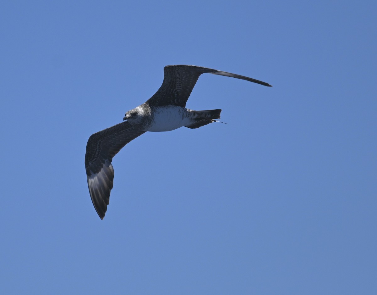 Págalo Parásito - ML646611399