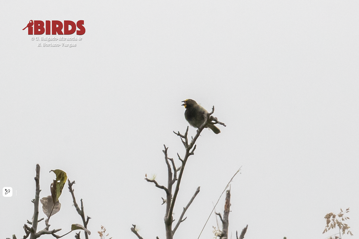 Yellow-faced Grassquit - ML646611400
