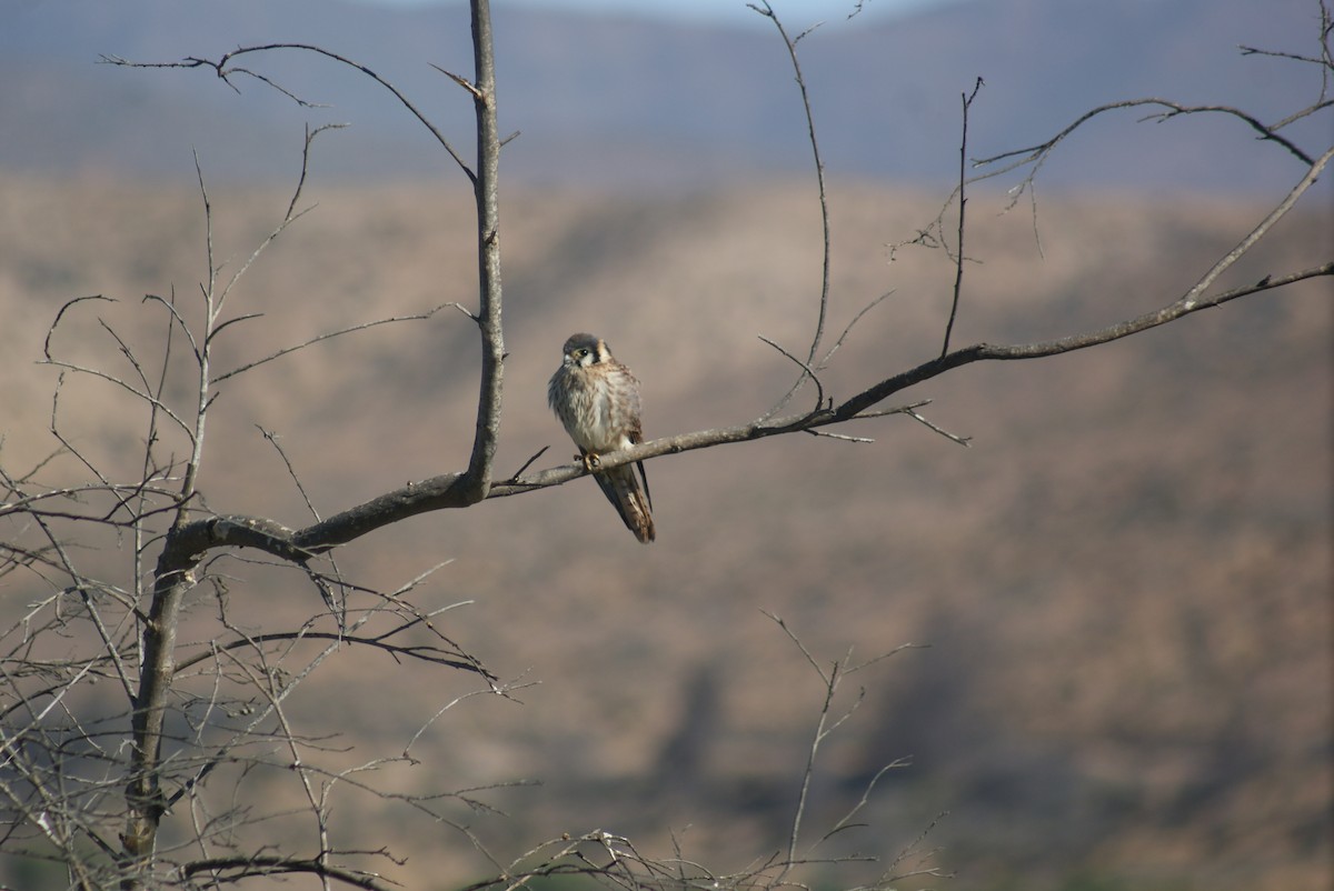 American Kestrel - ML646611401