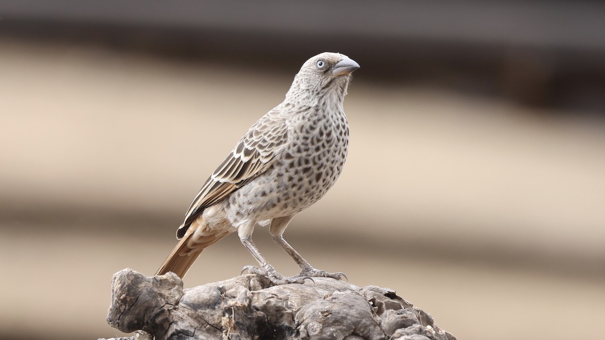 Rufous-tailed Weaver - ML646611402