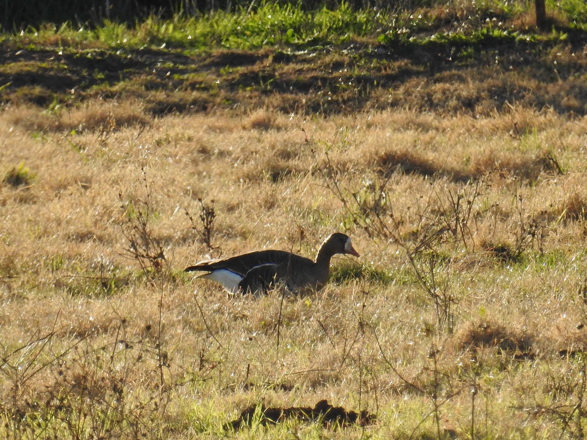 Oie rieuse - ML646611403