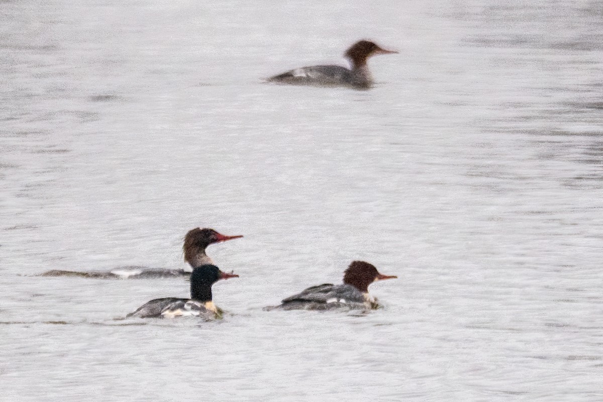 Büyük Tarakdiş - ML646611406