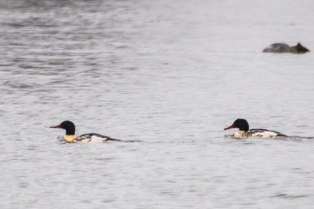 Büyük Tarakdiş - ML646611407