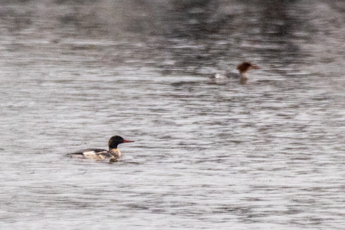 Büyük Tarakdiş - ML646611408