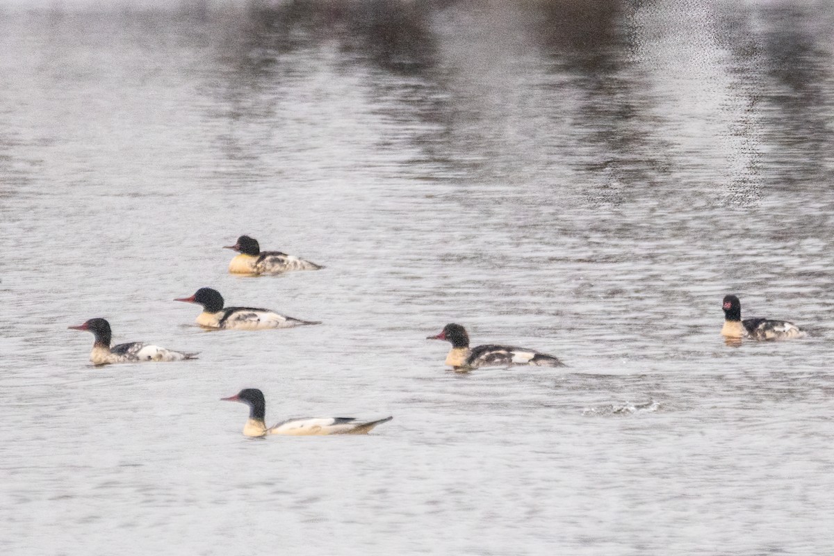 Büyük Tarakdiş - ML646611409