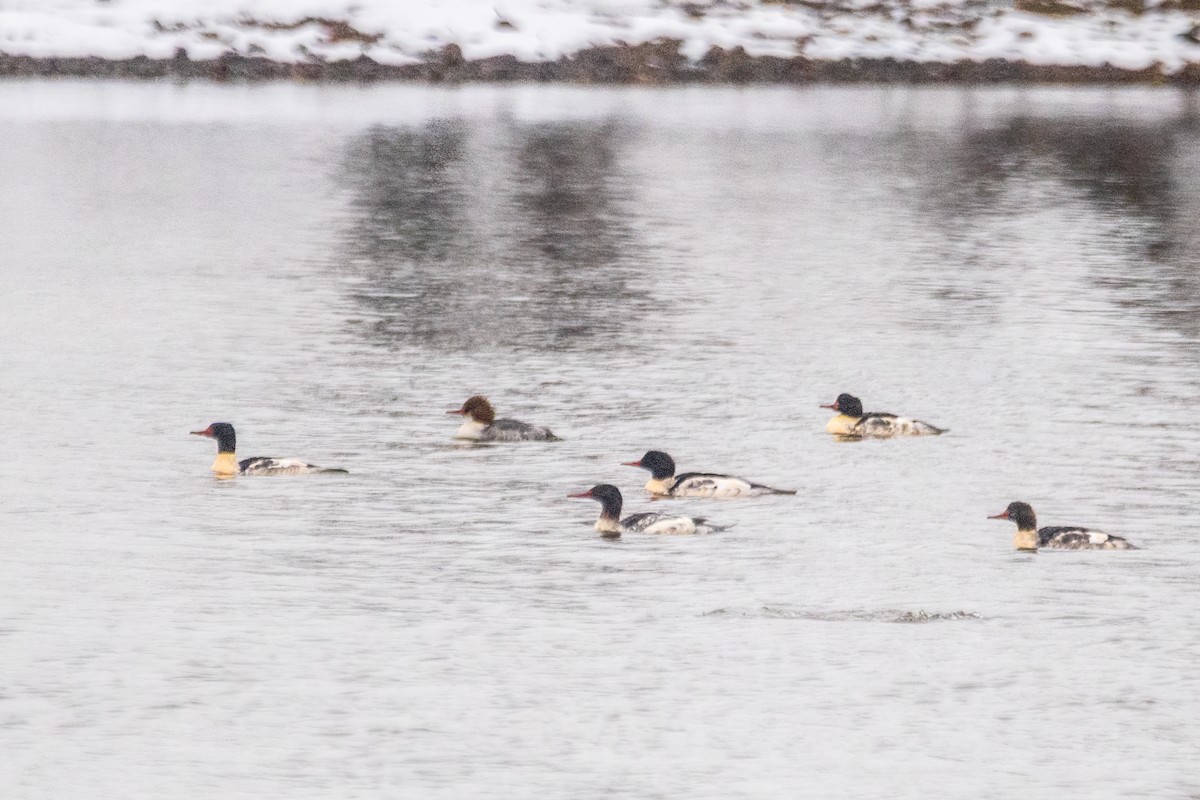 Büyük Tarakdiş - ML646611410