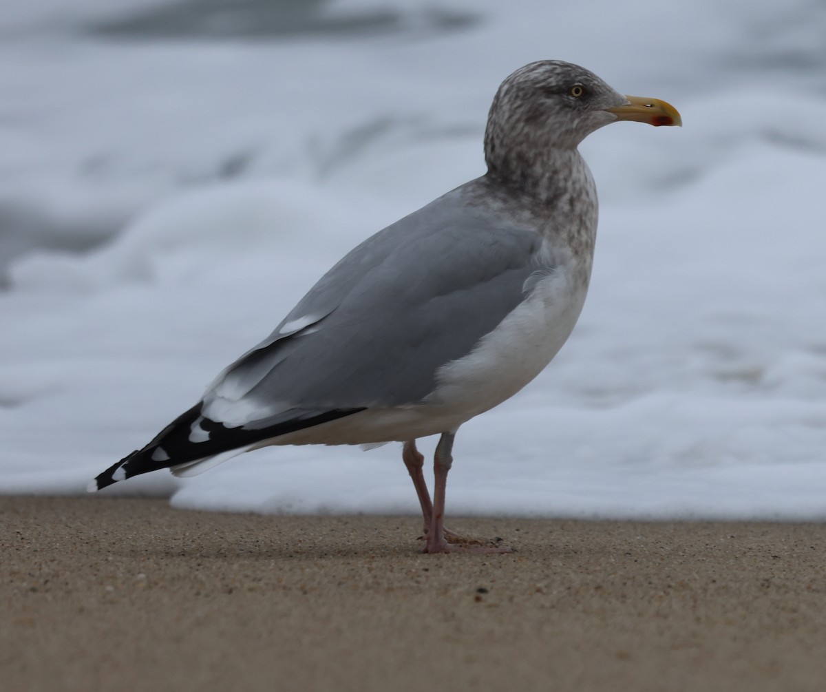 Goéland hudsonien - ML646611420