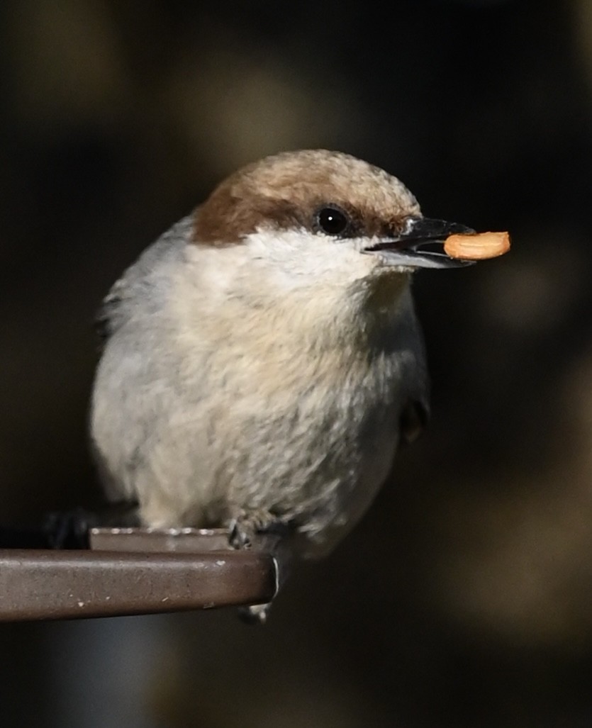 Brown-headed Nuthatch - ML646611421
