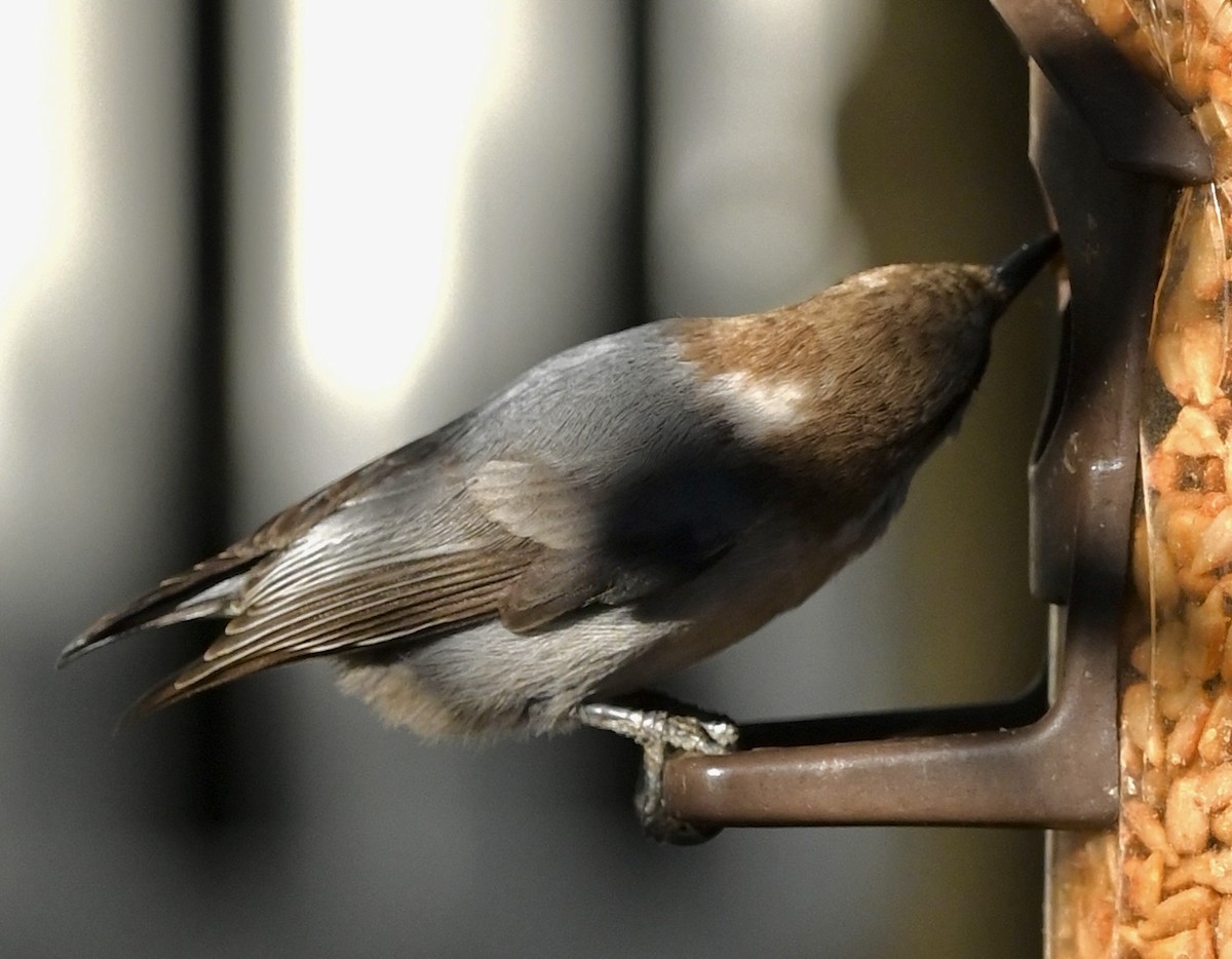 Brown-headed Nuthatch - ML646611422