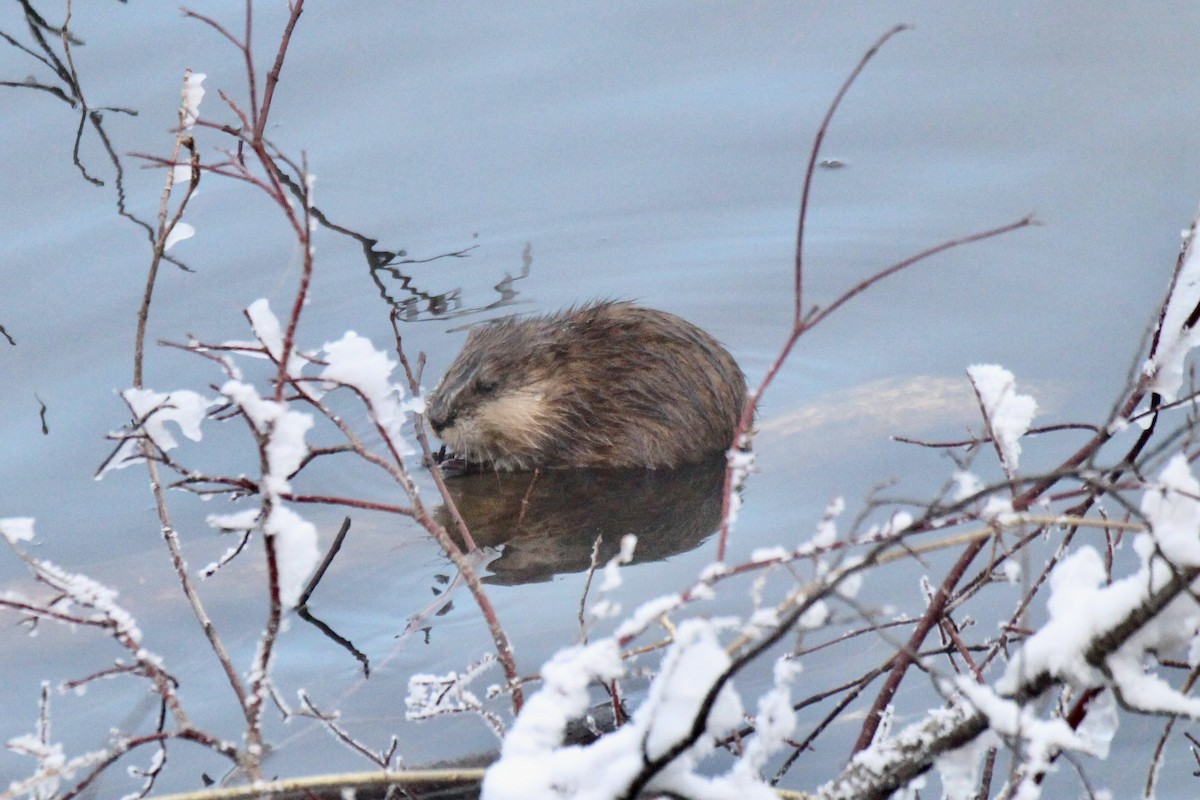 Northwest Muskrat - ML646611423