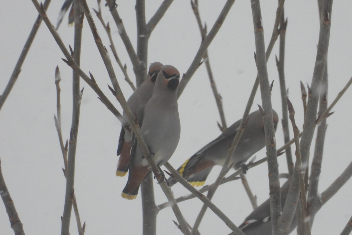 Bohemian Waxwing - ML646611425