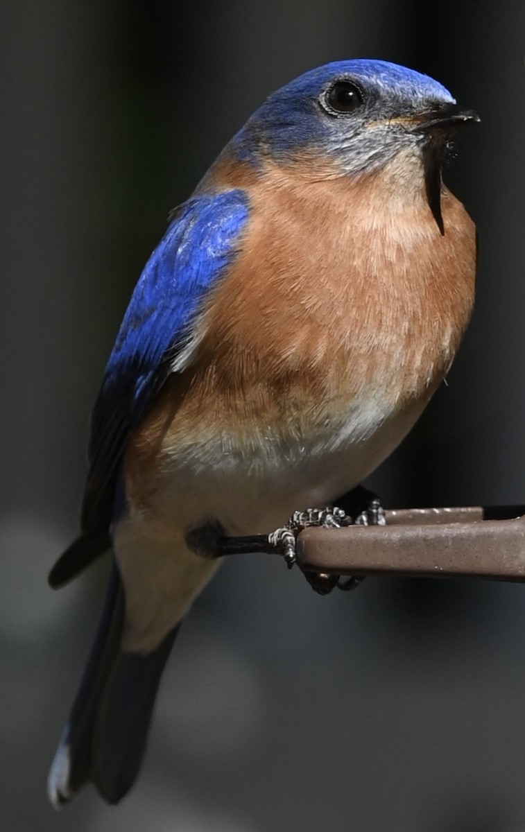 Eastern Bluebird - ML646611428