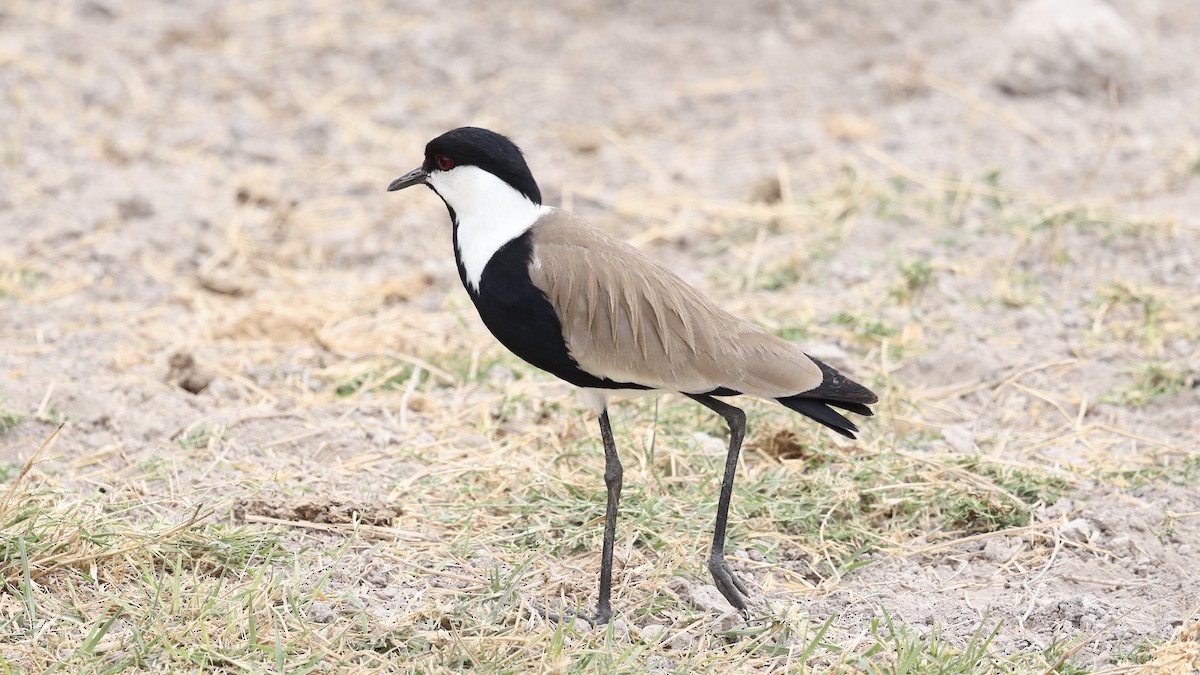 Spur-winged Lapwing - ML646611430