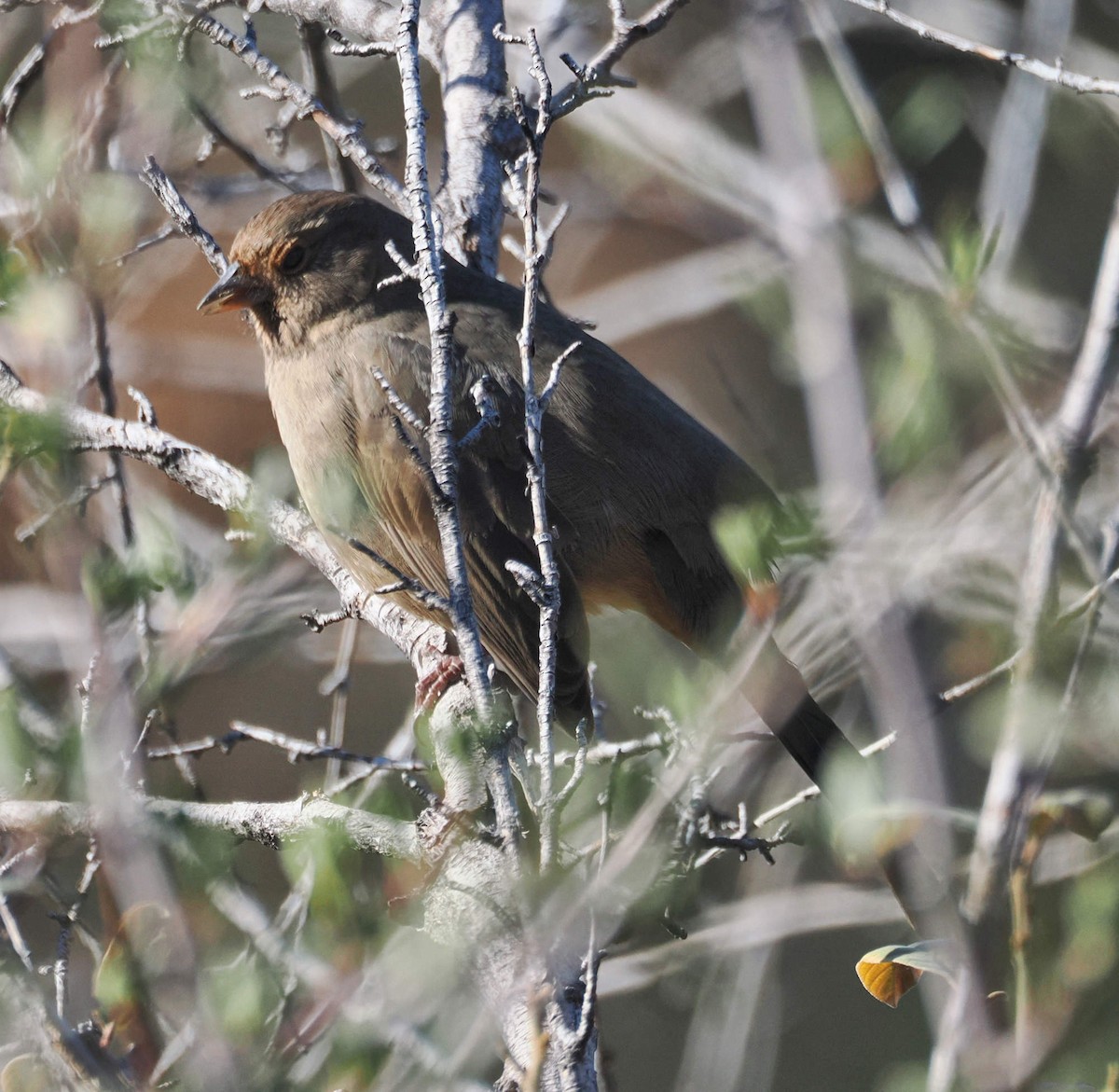 California Towhee - ML646611431