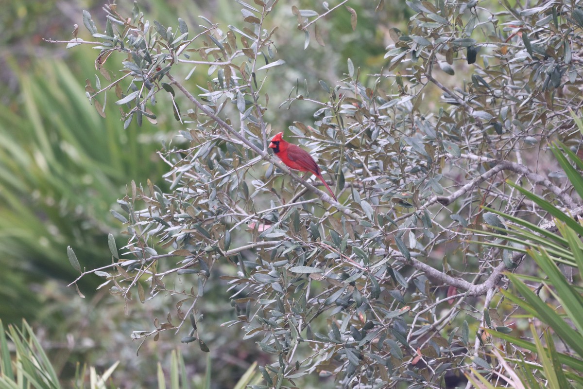Northern Cardinal - ML646611434