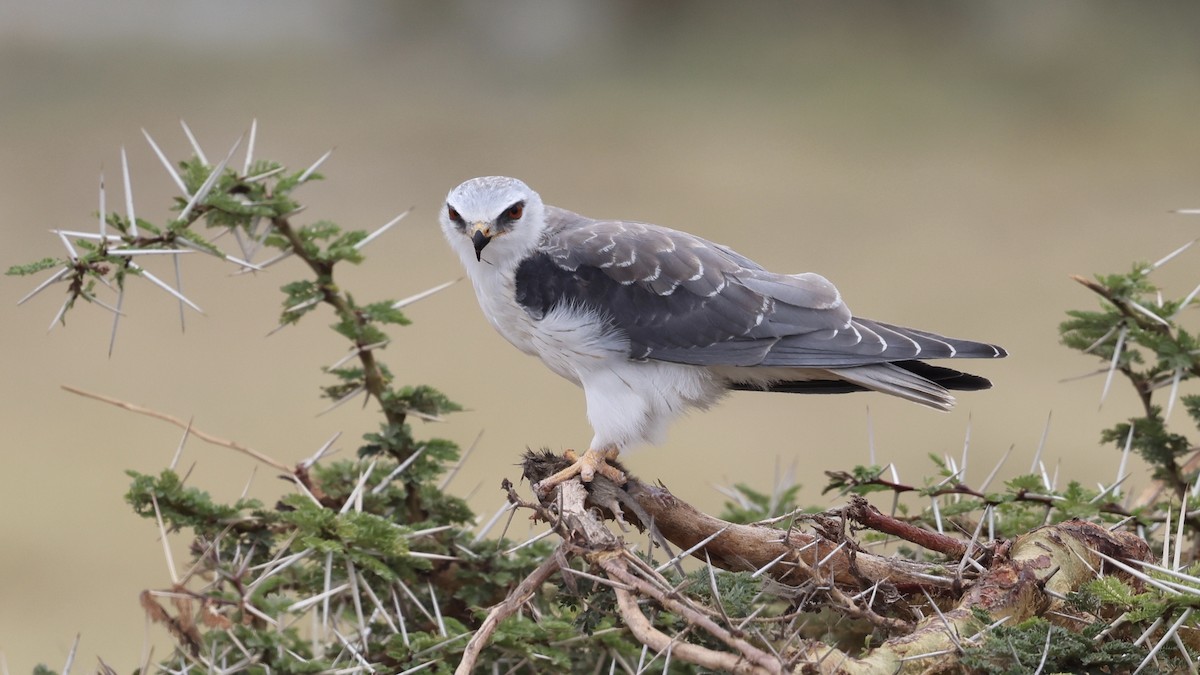 Black-winged Kite - ML646611435