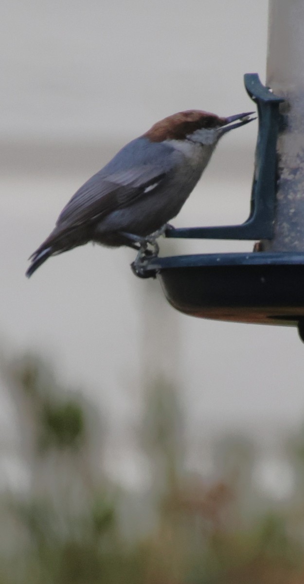 Sittelle à tête brune - ML646611436