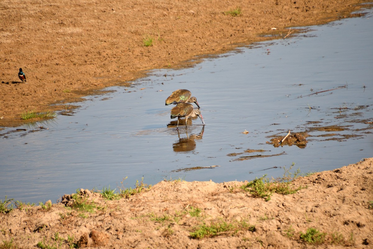 Hadada Aynağı - ML646611439