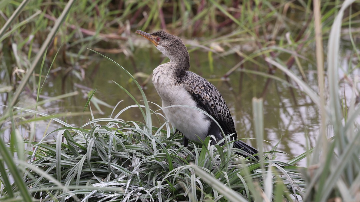 Reed Cormorant - ML646611441