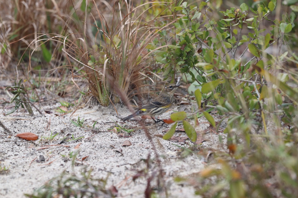 Yellow-rumped Warbler - ML646611442