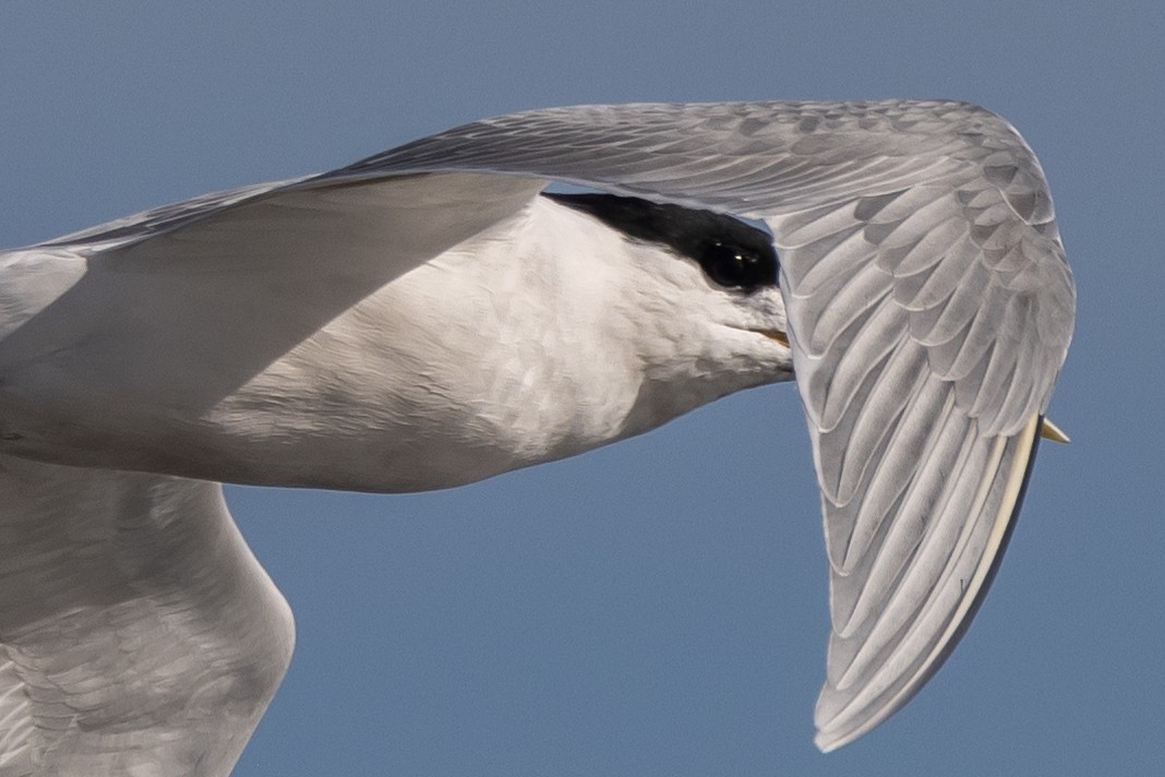 Хохлатая крачка - ML646611443