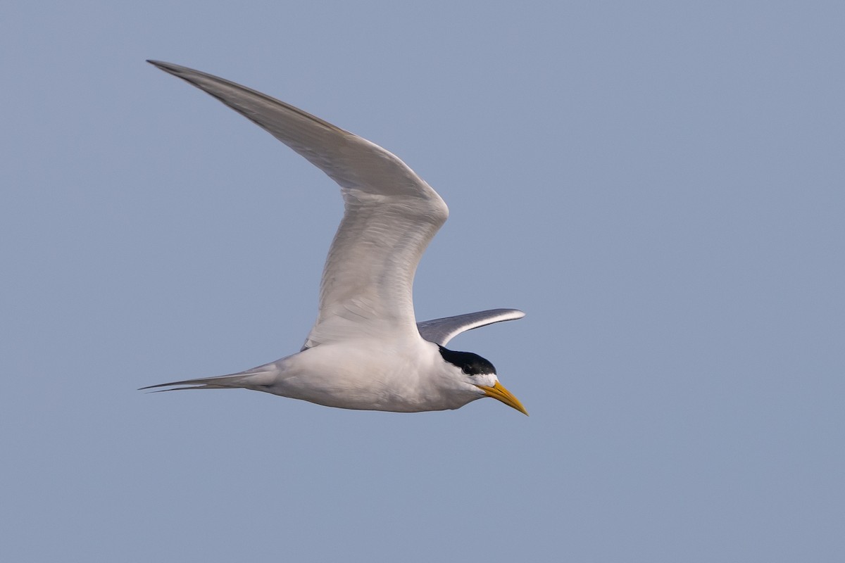 Хохлатая крачка - ML646611444