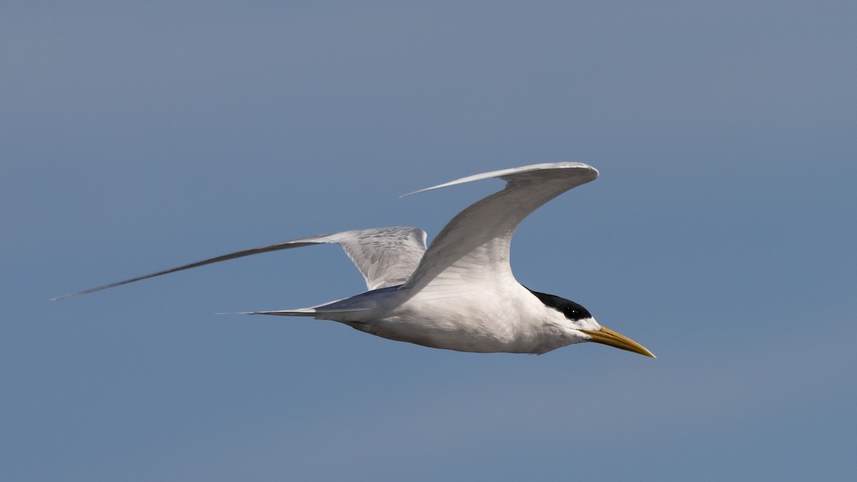 Хохлатая крачка - ML646611445