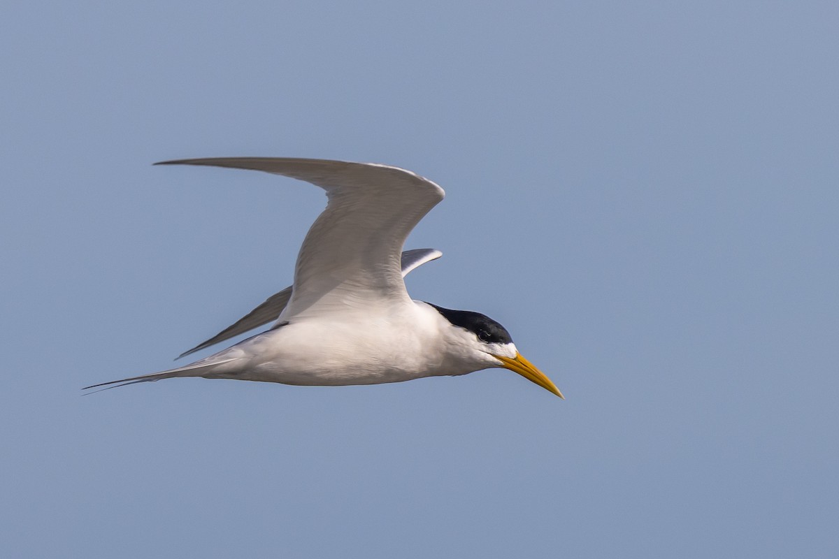 Хохлатая крачка - ML646611446