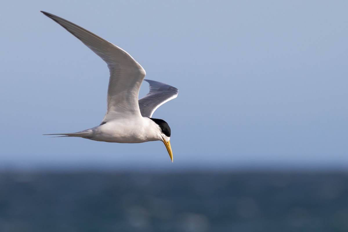 Хохлатая крачка - ML646611447