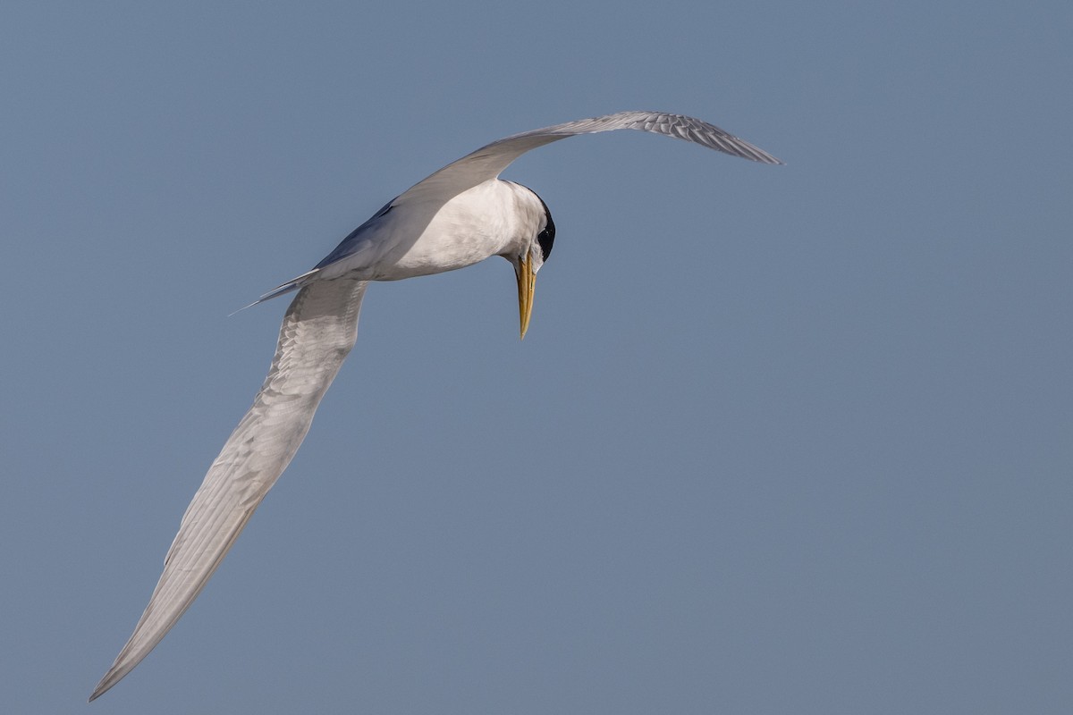 Хохлатая крачка - ML646611448