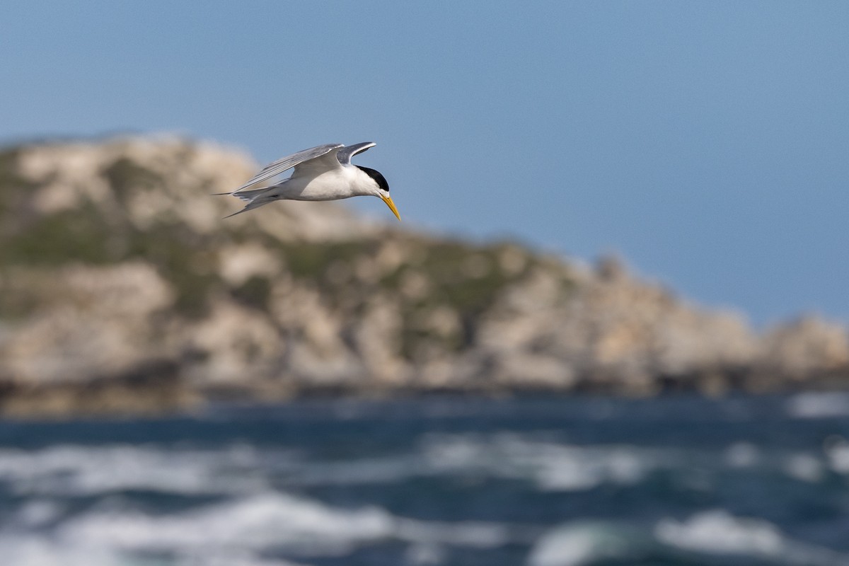 Хохлатая крачка - ML646611449